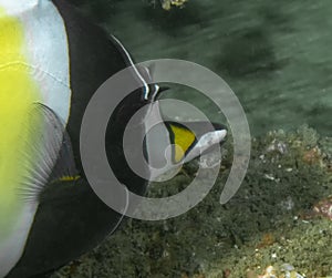 Moorish Idol Zanclus cornutus in Baja California