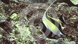 Moorish idol Zanclus cornutus in the corals in Zulu sea Apo island