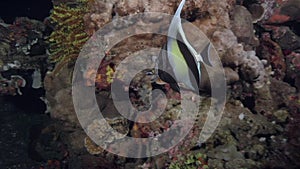 Moorish idol Zanclus cornutus in the corals in Zulu sea Dumaguete