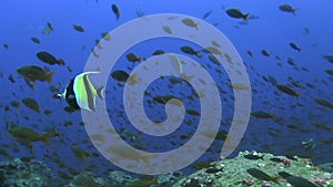 Moorish idol Zanclus cornutus in fish soup in Pacific ocean Galapagos Islands,