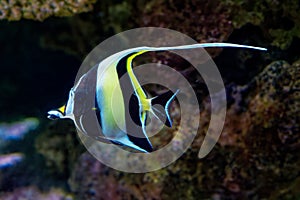 Moorish Idol - Zanclus cornutus - marine fish species, common inhabitant of tropical to subtropical reefs and lagoons