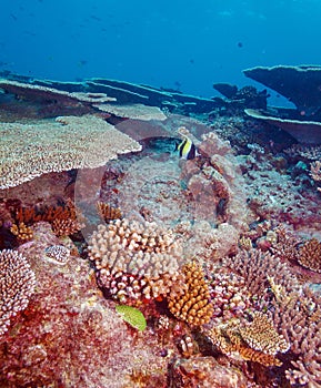 Moorish Idol (Zanclus cornutus) near Coral Reef