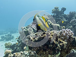 Moorish idol, Zanclus cornutus, at a Red Sea coral reef near Hurghada, Egypt. Blue water background