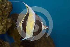 Moorish Idol Zanclus cornutus the type of fish known as Gill in Finding Nemo