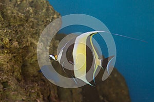 Moorish Idol Zanclus cornutus the type of fish known as Gill in Finding Nemo