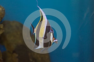 Moorish Idol Zanclus cornutus the type of fish known as Gill in Finding Nemo