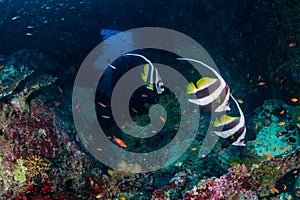 Moorish Idols on a tropical coral reef in the Andaman