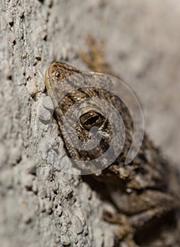 Moorish Wall Gecko portrait