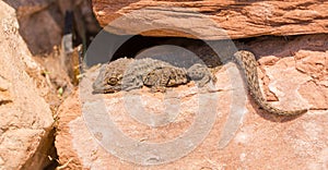 Moorish Wall Gecko between rocks