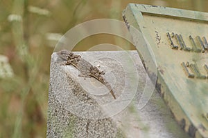 Moorish Wall Gecko