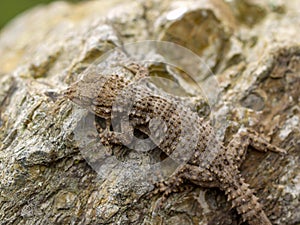 moorish wall gecko, tarentola mauretanica