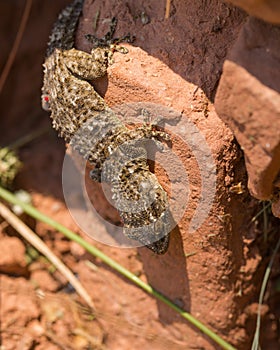 Moorish Wall Gecko upside down
