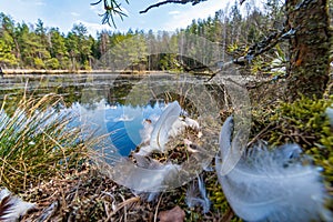 Moorland in the austrian region waldviertel