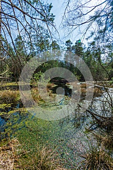 Moorland in the austrian region waldviertel