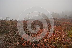 Moorland and bilberry growth on misty Vysoky kamen hill in Krusne hory