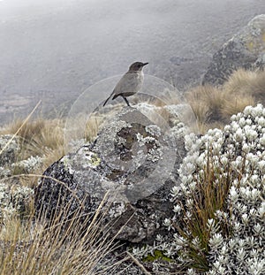 Moorland chat or Pinarochroa sordida also known as alpine chat or hill chat resting on rock shooted at Kilimanjaro National Park