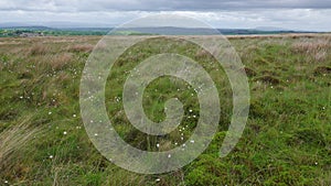 Moorland dotted with Cottongrass. photo