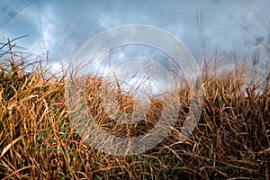 Moorland Grass near Kynance cove