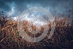 Moorland Grass near Kynance cove