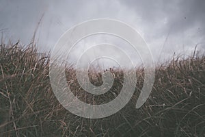 Moorland Grass near Kynance cove