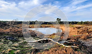 Moorland at Heidestein in Zeist in the Netherlands