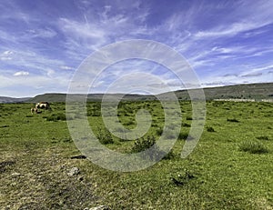 Moorland landscape with cows near, Hawes, Yorkshire, UK