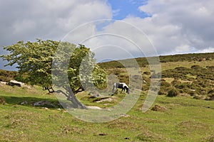 Moorland Landscape of South West England photo