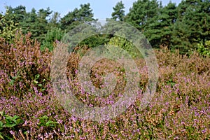 Moorland with purple heather