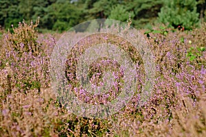 Moorland with purple heather