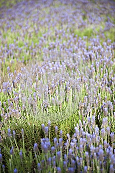 Moorland with purple heather