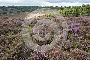 Moorland with purple heather