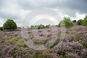 Moorland with purple heather