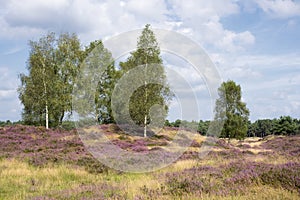 Moorland with purple heather photo