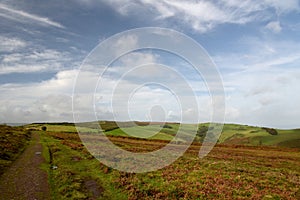Moorland on Selworthy Beacon, Exmoor, North Devon