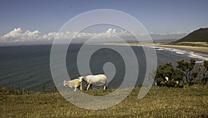 Moorland sheep