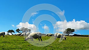 Moorland sheep on Bodmin Moor, Cornwall, UK