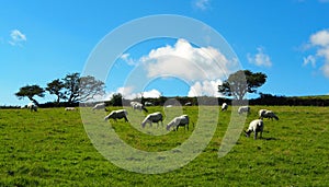 Moorland sheep on Bodmin Moor, Cornwall, UK