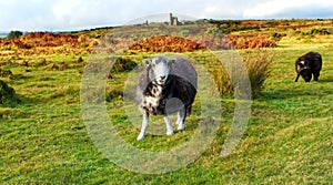 Moorland sheep with Cornish mine engine house in the far background