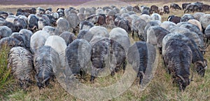 Moorland Sheep Herd,Lueneburg Heath,Lower Saxony,Germany