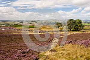 Moorland with tussock and purple heather flowers in bloom