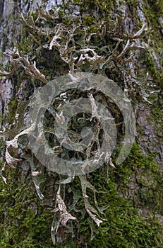 Moos and licens (Cetraria islandica) on a bark