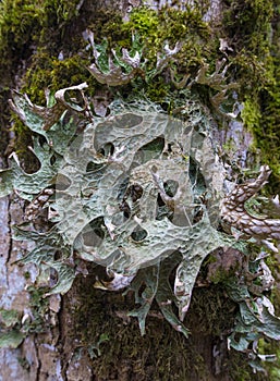 Moos and licens (Cetraria islandica) on a bark