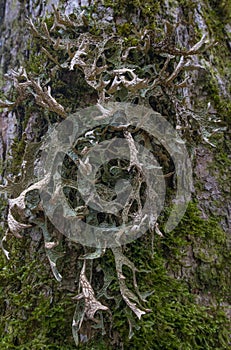 Moos and licens (Cetraria islandica) on a bark photo