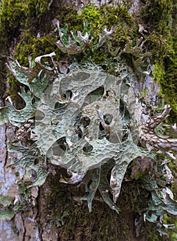 Moos and licens (Cetraria islandica) on a bark photo