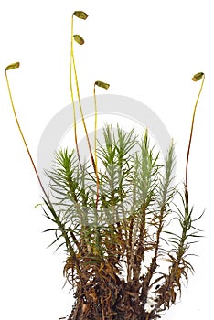 Moos - Polytrichales