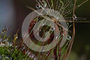 Moos with rain drops - close up photo