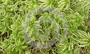 Moos - Sphagnum