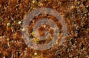 Moos Sphagnum papillosum