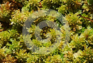 Moos Sphagnum papillosum