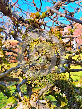 Moss on a tree in a garden in the springtime.